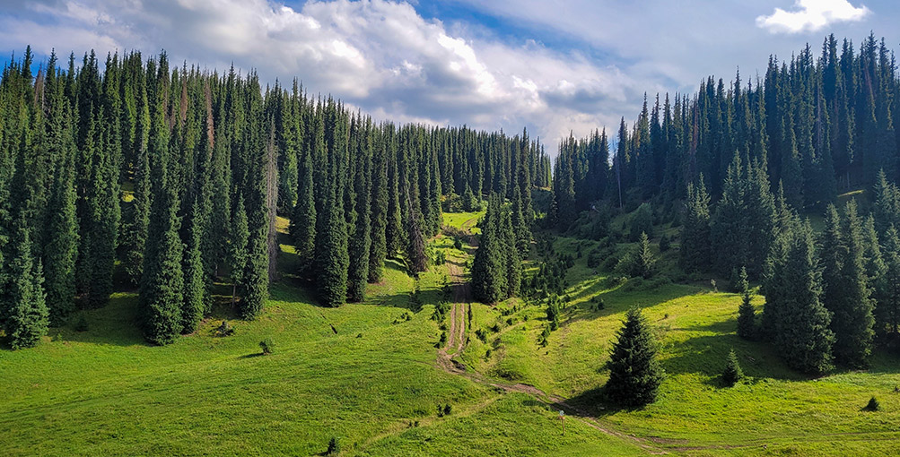 UN FUTURO TRA GLI ALBERI: LA SFIDA UN FUTURO TRA GLI ALBERI: LA SFIDA