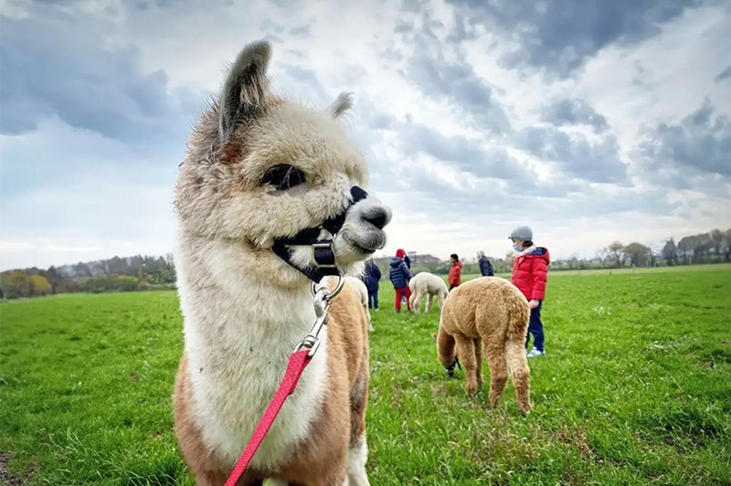 FREEDOME Alpaca