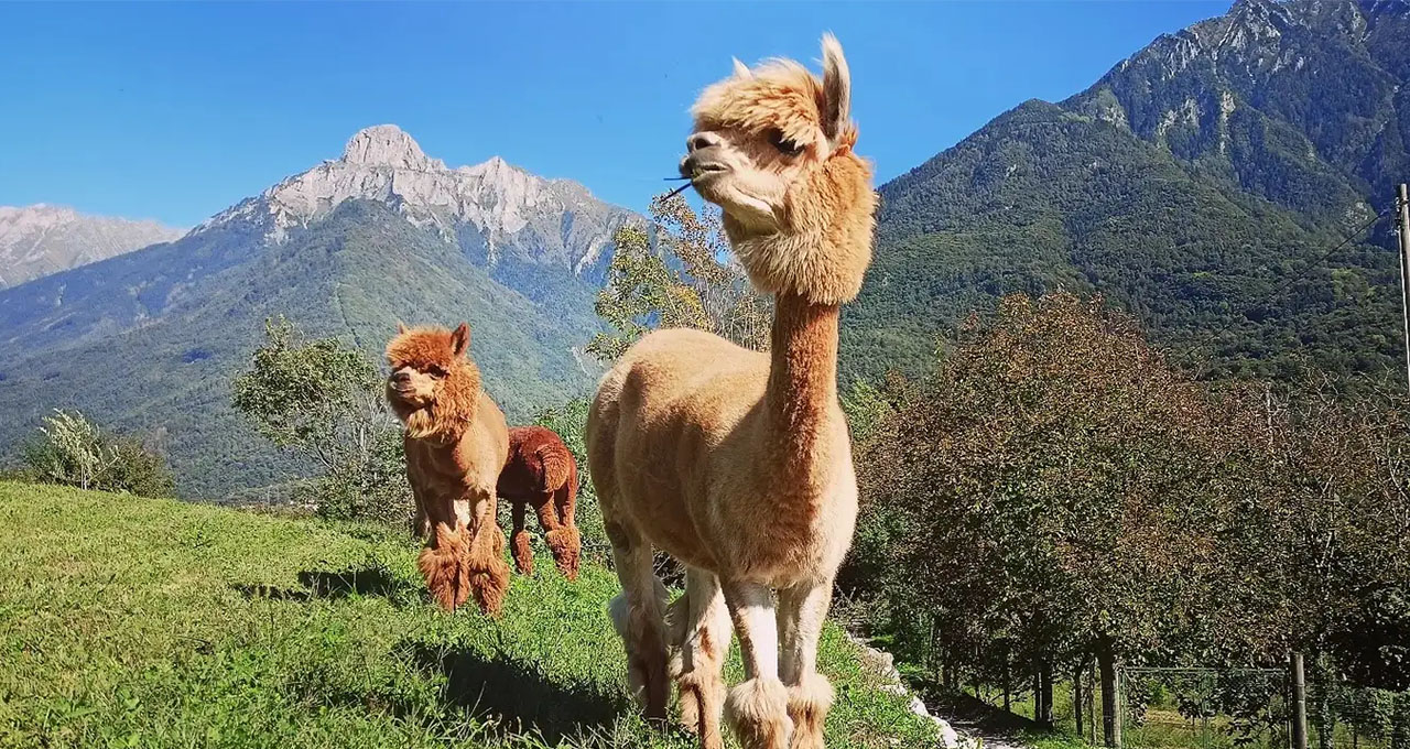 FREEDOME terra