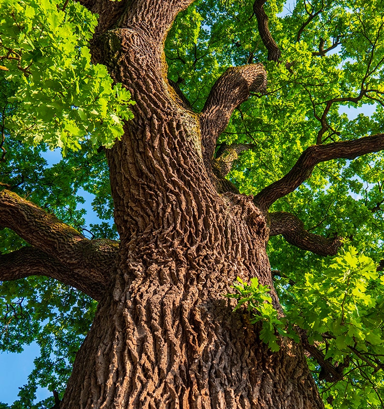 Alberi monumentali in Italia la normativa che li protegge