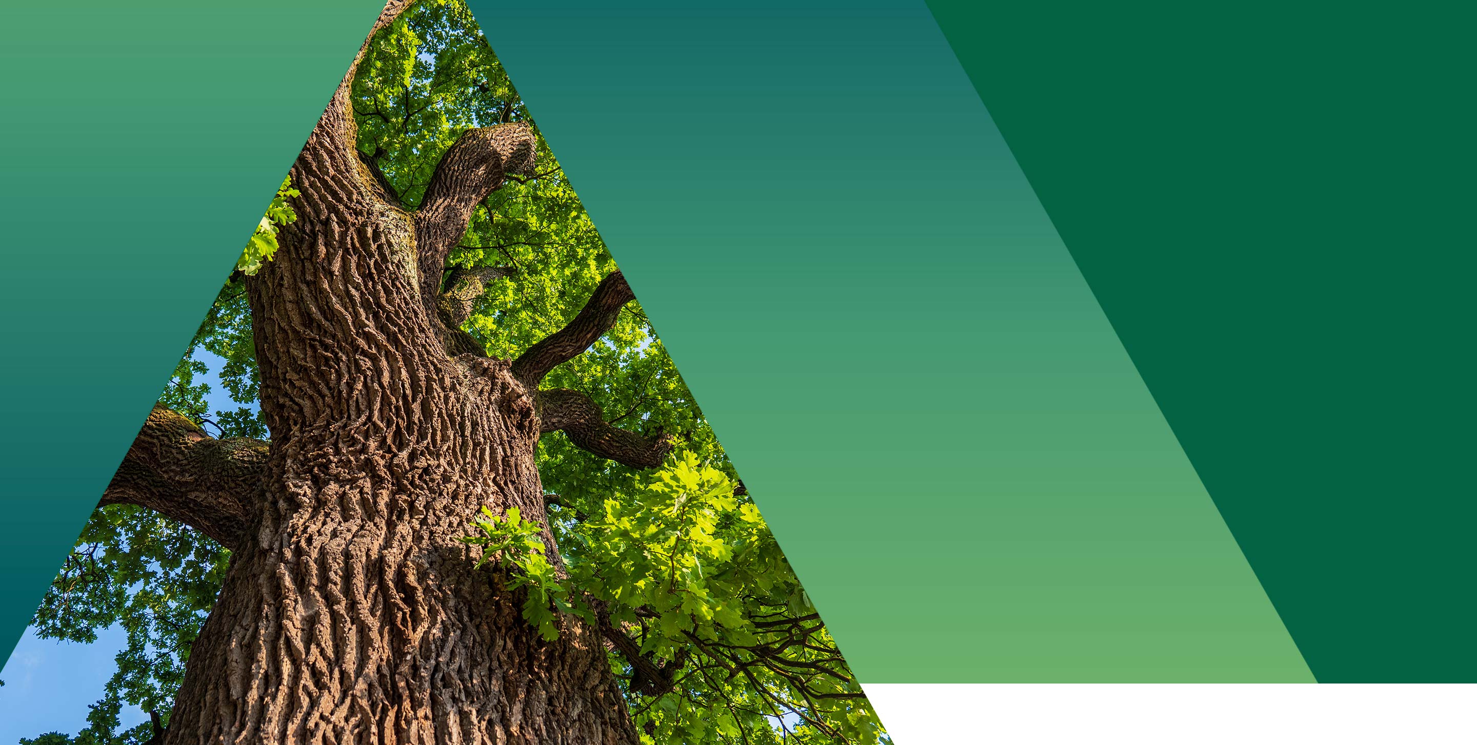 Alberi monumentali in Italia la normativa che li protegge