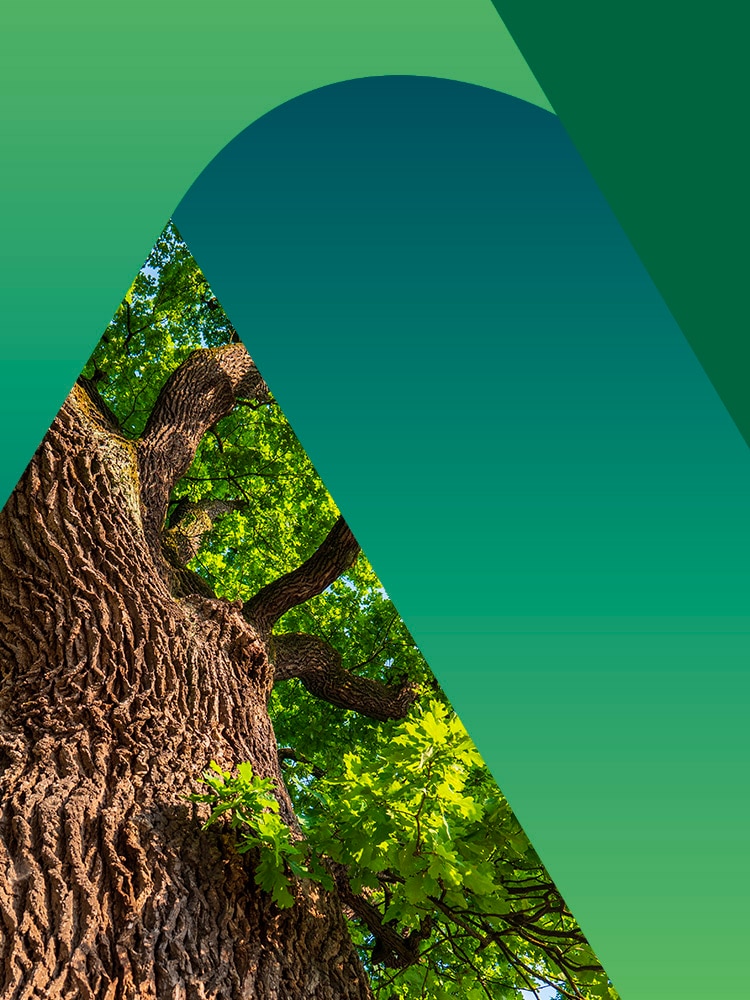 Alberi monumentali in Italia la normativa che li protegge