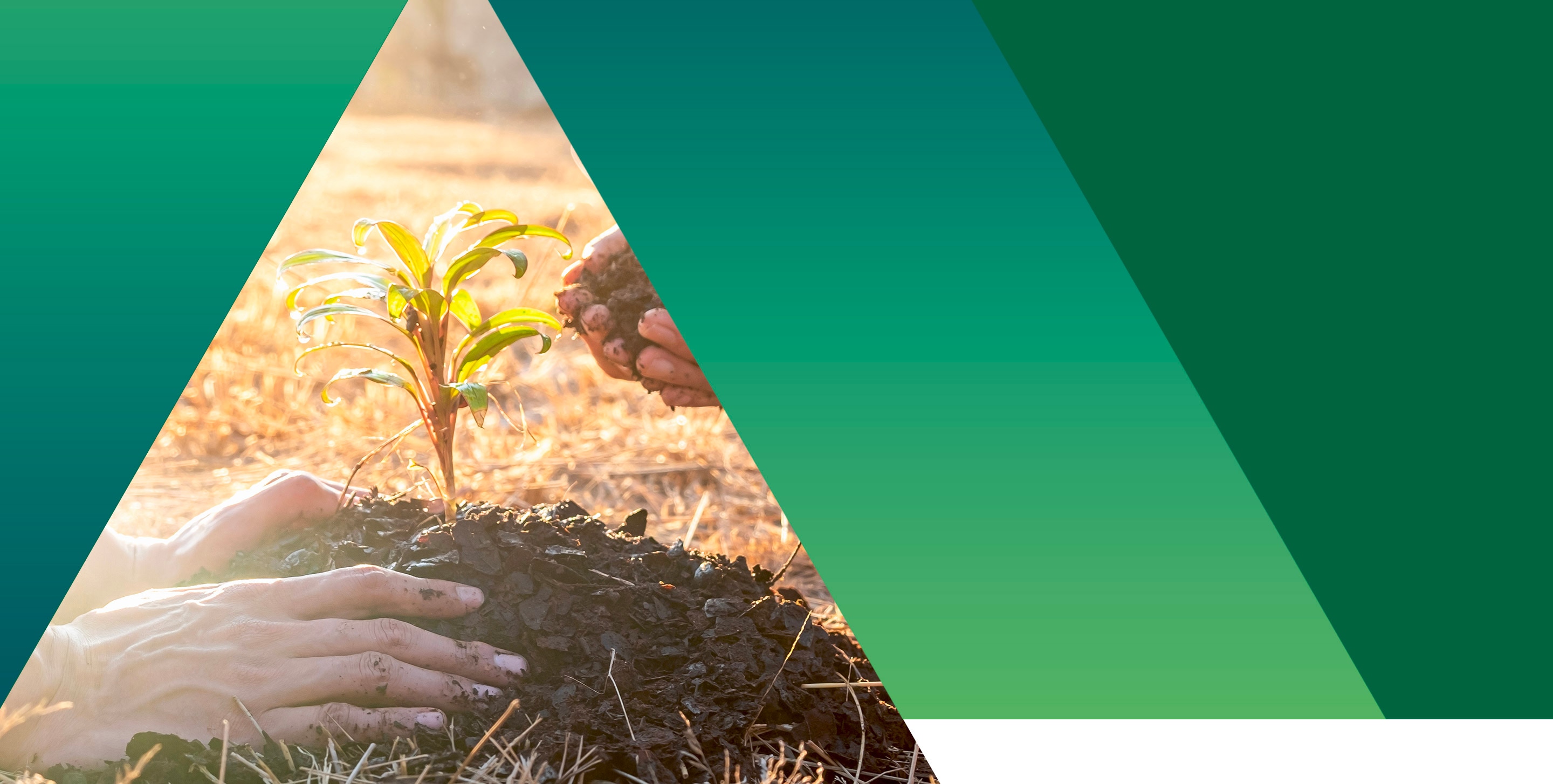 Riforestazione: cos'è e progetti in Italia