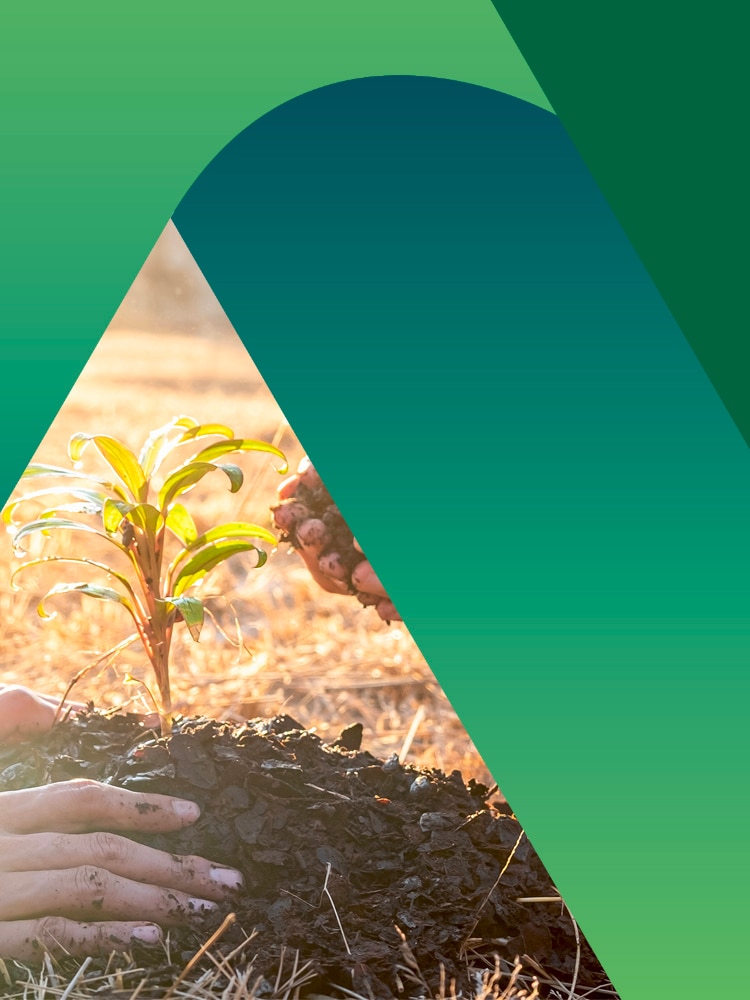 Riforestazione: cos'è e progetti in Italia