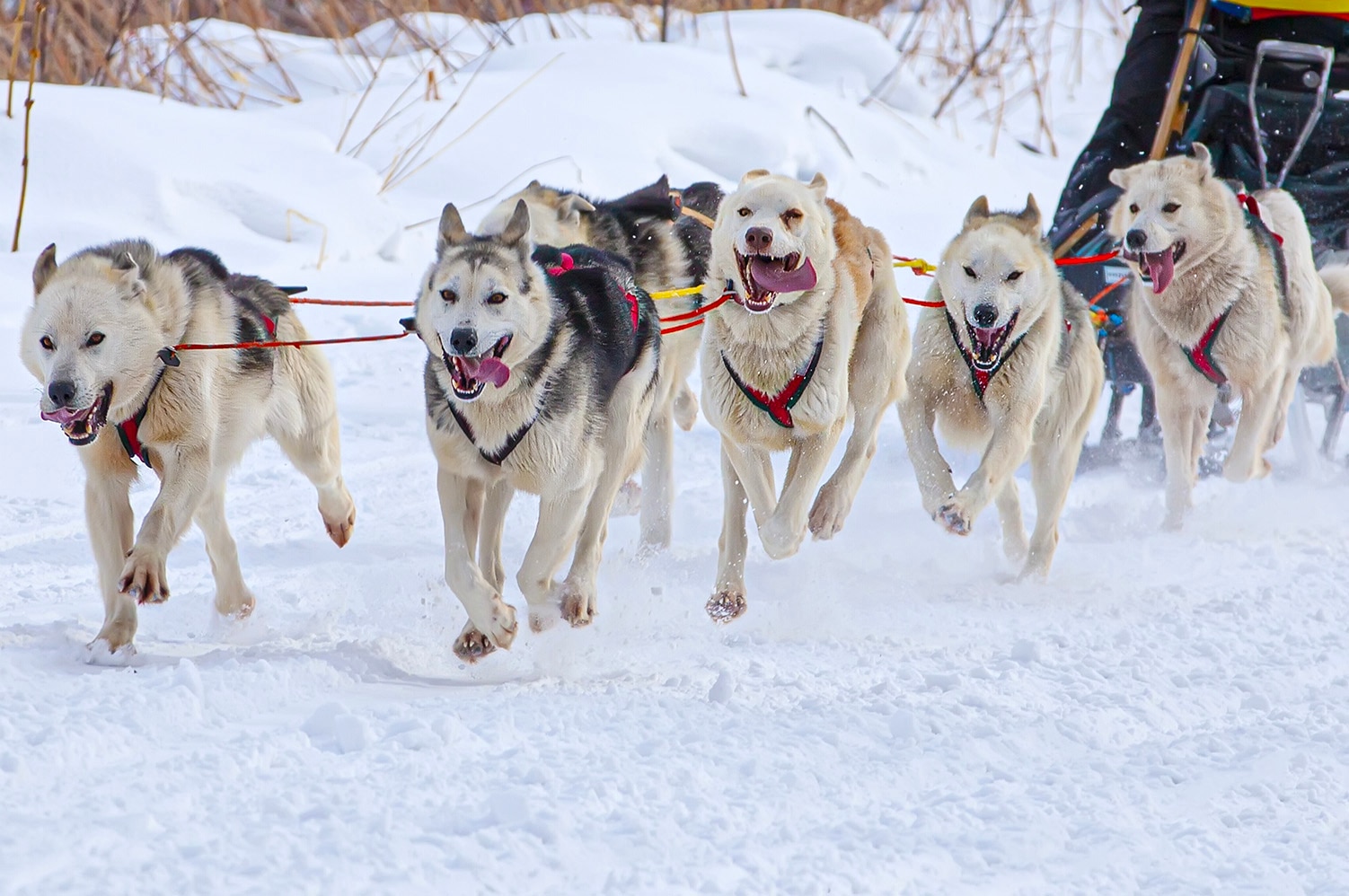 sled-dogs-race-snow-winter-kamchatka-peninsula