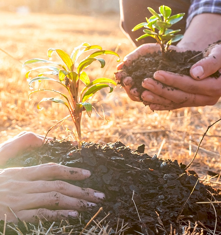 Riforestazione: cos'è e progetti in Italia